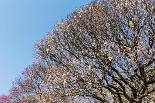 青空に映える満開の白梅 梅,迎春,梅の花の写真素材