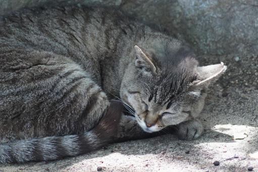 ねこ ねこ にゃんこ,可愛い,野良猫の写真素材