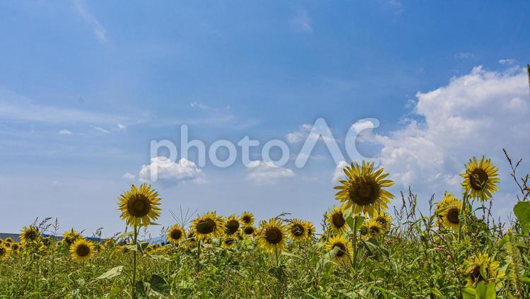 満開のひまわり畑　 ひまわり,ひまわり畑,向日葵畑の写真素材