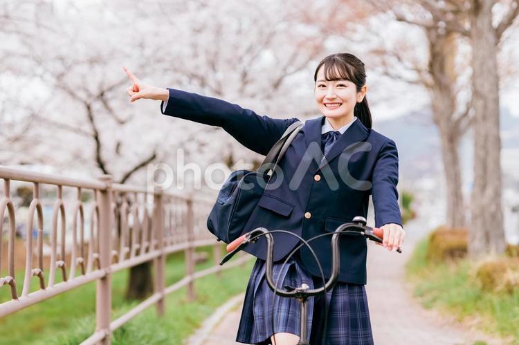 春に桜並木を自転車で学校に通う高校生 高校生,自転車,自転車通学の写真素材