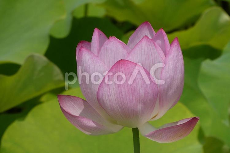 ハスの花　2 ハス,花,夏の写真素材