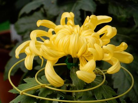 【風景写真】福山菊花展覧会の風景 キク,菊,菊花展の写真素材