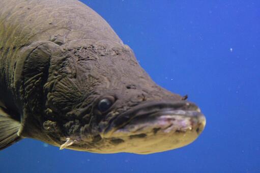 魚 魚の写真