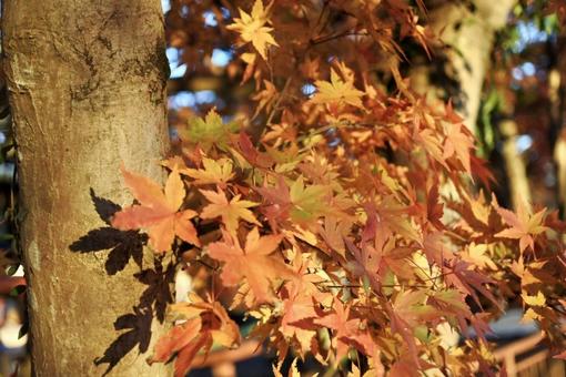 紅葉 紅葉の写真