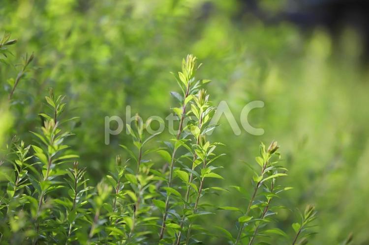 新緑の風景 新緑,初夏,サマータイムの写真素材