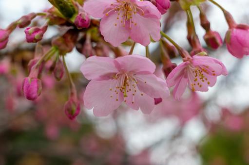 可憐に咲く河津桜 可憐に咲く河津桜の写真