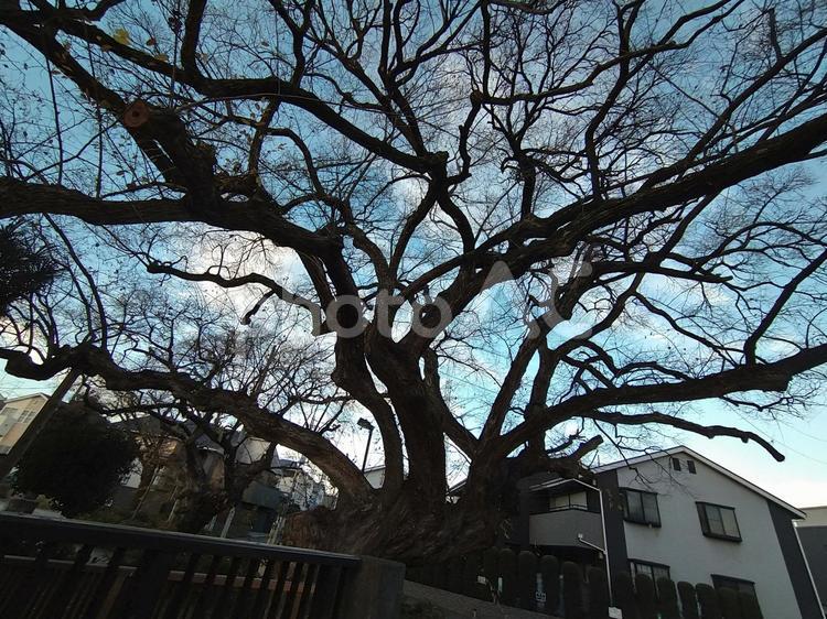 空いっぱいに枝を広げる影絵のような大樹 樹木,枝,力強いの写真素材