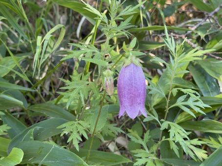 ホタルブクロの写真