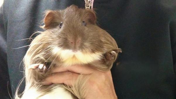 抱っこモルモット・こんにちわ モルモット,長毛種,長毛の写真素材