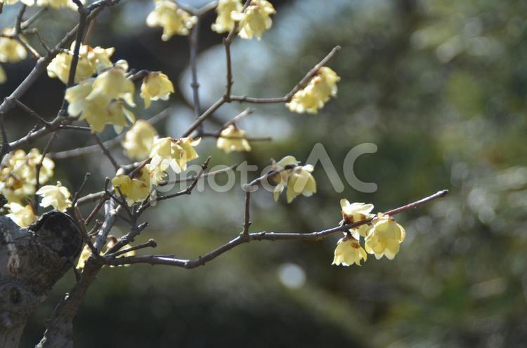 冬の花：ロウバイ3 植物,ロウバイ,蝋梅の写真素材