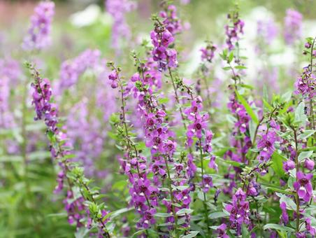 紫色のアンゲロニア アンゲロニア,アンゲロニアセレニータ,エンジェルラベンダーの写真素材