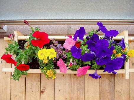ベランダ園芸 ベランダ園芸 ベランダ園芸,プランター,ガーデニングの写真素材