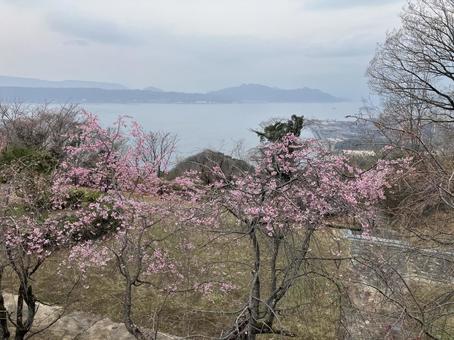 桜 春,さくら,桜の写真素材