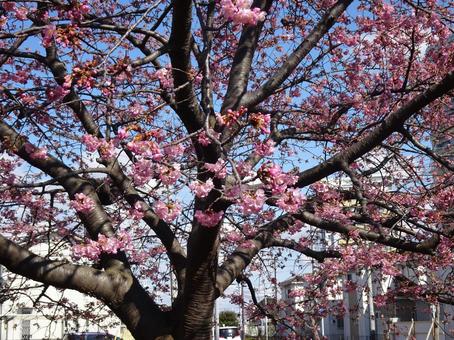 河津桜の公園-60 河津桜の公園-60 公園,河津桜,花びらの写真素材