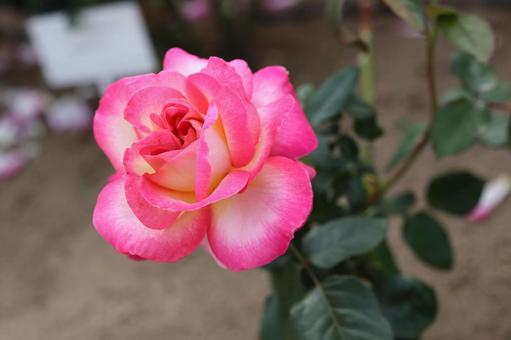 バラ園にて綺麗な薔薇を撮りました バラ園にて綺麗な薔薇を撮りました 花,薔薇,自然の写真素材