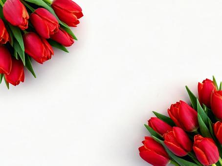 Spring tulip background copy space, tulip, spring, copy space, JPG