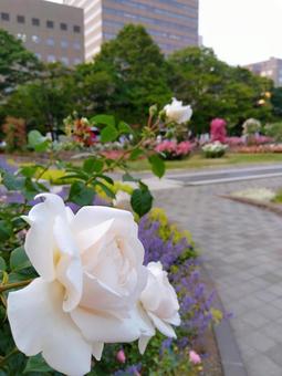 薔薇 薔薇 薔薇,バラ,ばらの写真素材