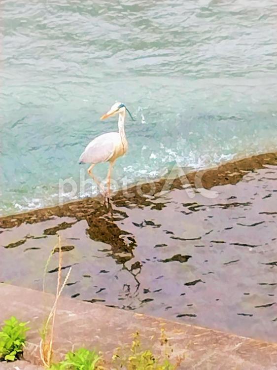 大雨の後の濁った川で　アオサギ一羽 アオサギ,サギ,鳥の写真素材