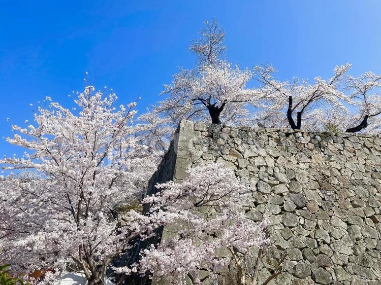 津山城城壁に咲く満開のソメイヨシノ（横 さくら,城壁,津山城の写真素材