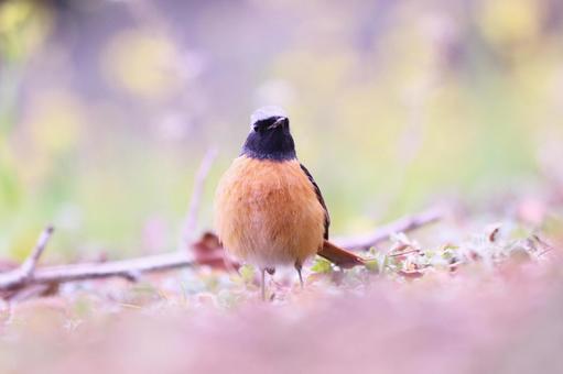 菜の花の黄色い背景とジョウビタキ 鳥,ジョウビタキ,春の写真素材