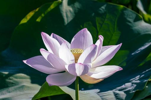 満開の蓮の花 満開の蓮の花の写真