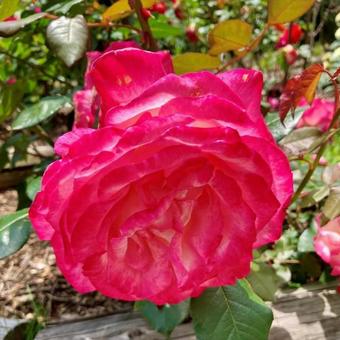 花★薔薇(バラ 聖花) 花★薔薇(バラ 聖花)の写真