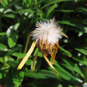 ガザニア ガザニア,花,花びらの写真素材
