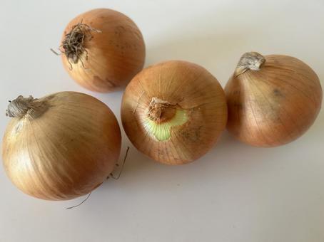 玉ねぎ タマネギ,玉葱,野菜の写真素材