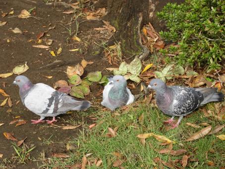 公園に戯れる鳩三羽の写真