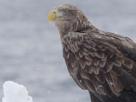 【野鳥】眼光鋭いオジロワシのアップ 【野鳥】眼光鋭いオジロワシのアップの写真