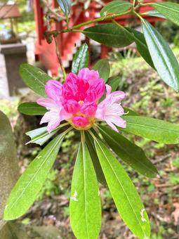 ピンクの石楠花♪ ピンクの石楠花♪の写真