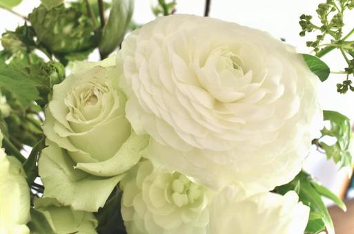 ラナンキュラス ラナンキュラスの写真