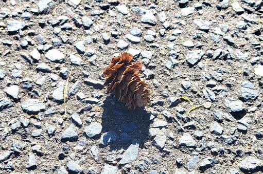 アスファルト上の松ぼっくりの写真 地面,自然,アスファルトの写真素材