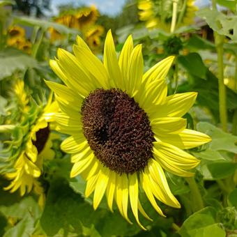 ひま ひまわり,自然,空の写真素材