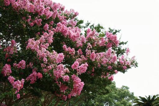 サルスベリ・猿滑り　咲く風景 サルスベリ,花木,夏の写真素材