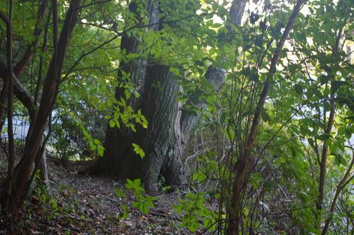 木漏れ日が穏やかな森　8 森,林,木の写真素材