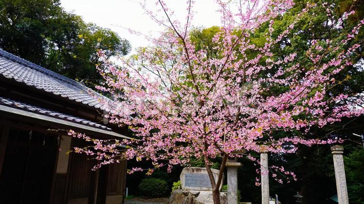 五所八幡宮の桜 桜,サクラ,さくらの写真素材