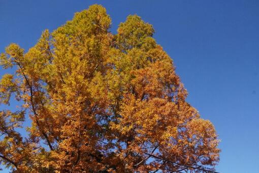 紅葉　秋 紅葉,自然,植物の写真素材