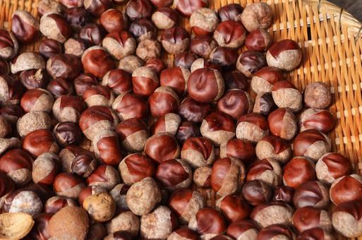 栗 くり クリ 栗 くり クリ 栗,クリ,くりの写真素材