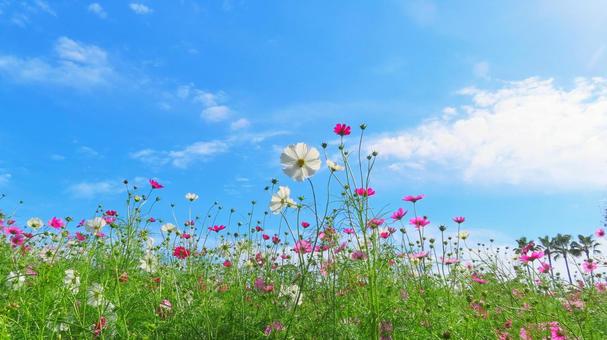 青空とコスモス 青空とコスモス コスモス,秋桜,花の写真素材