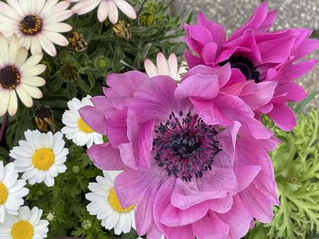 満開に咲き誇る四季の綺麗な花写真 満開に咲き誇る四季の綺麗な花写真の写真