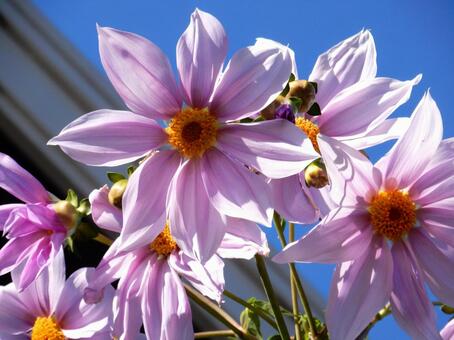 【花の写真】皇帝ダリア 皇帝ダリア,コウテイダリア,植物の写真素材