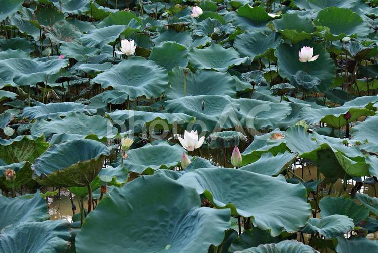 蓮 蓮,夏,緑の写真素材