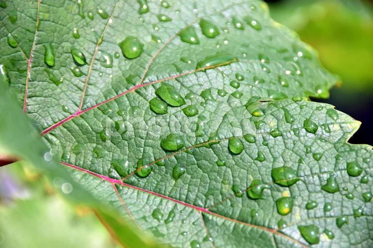 ブドウの葉に雨のしずく ブドウ,葡萄,しずくの写真素材