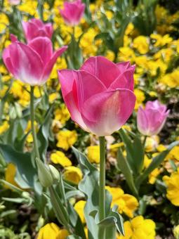 Pink tulips and yellow violas, JPG Pink tulips and yellow violas, JPG