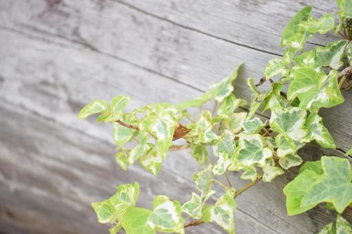 アイビー アイビーの写真