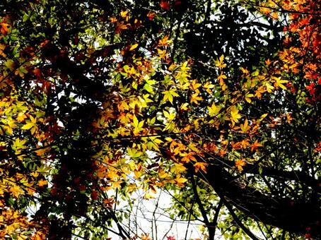 12月、所々に残る鮮やかな紅葉風景 自然,木,樹木の写真素材