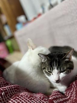 猫 猫の写真