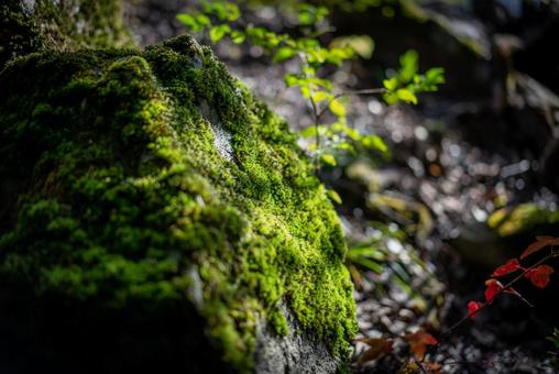 光を浴びる苔 苔,コケ,mossの写真素材