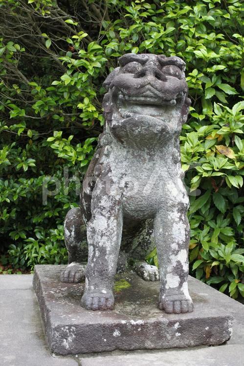 八幡宮の狛犬 神社,狛犬,八幡宮の写真素材